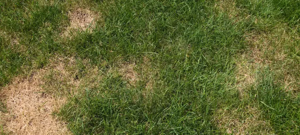 brown-spots-in-lawn